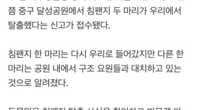 대구 동물원에서 침팬지 2마리 탈출 ..jpg