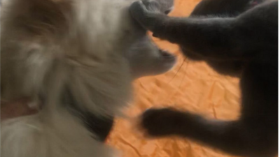 우리집 댕댕이 고양이 또 싸움
